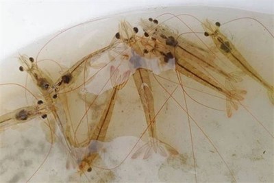 應(yīng)激反應(yīng)原因解析以及應(yīng)對(duì)措施